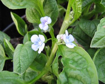 Pupkovec jarní 'Elfenauge'