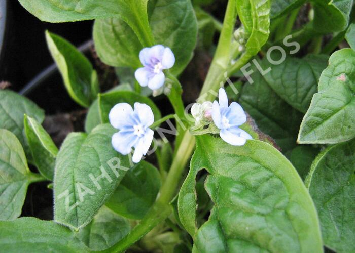 Pupkovec jarní 'Elfenauge' - Omphalodes verna 'Elfenauge'