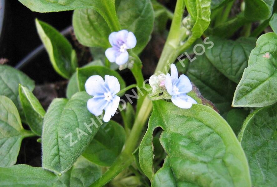 Pupkovec jarní 'Elfenauge' - Omphalodes verna 'Elfenauge'