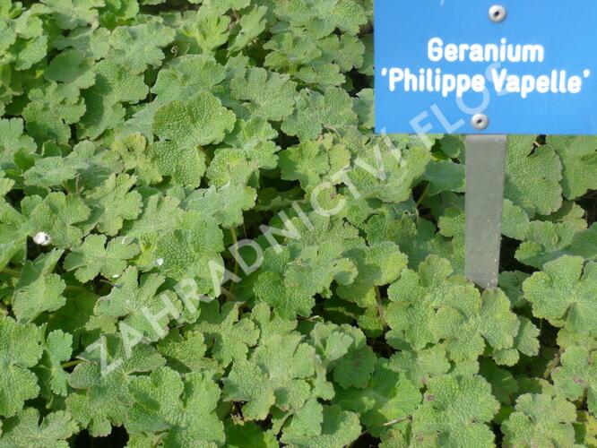 Kakost Renardův 'Philippe Vapelle' - Geranium renardii 'Philippe Vapelle'