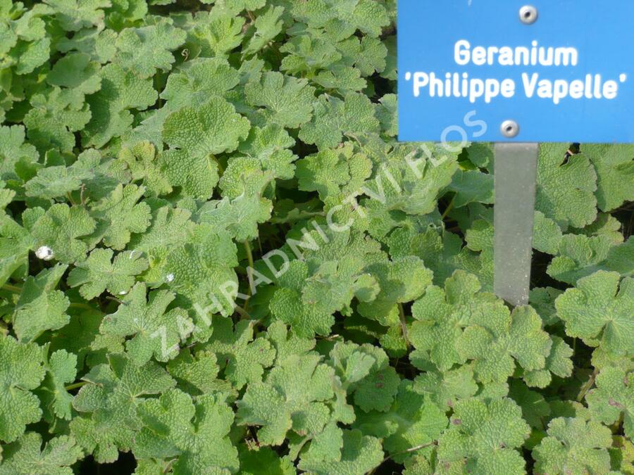 Kakost Renardův 'Philippe Vapelle' - Geranium renardii 'Philippe Vapelle'