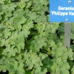 Kakost Renardův 'Philippe Vapelle' - Geranium renardii 'Philippe Vapelle'