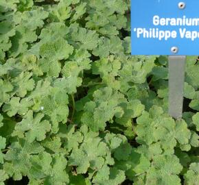 Kakost Renardův 'Philippe Vapelle' - Geranium renardii 'Philippe Vapelle'