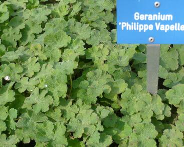 Kakost Renardův 'Philippe Vapelle'