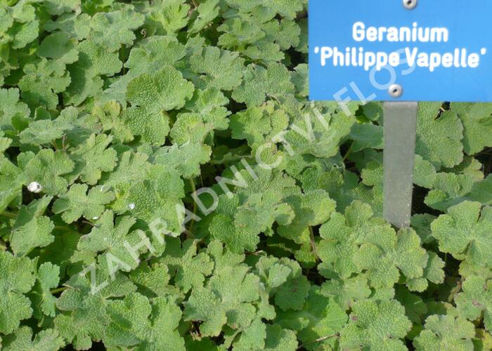 Kakost Renardův 'Philippe Vapelle' - Geranium renardii 'Philippe Vapelle'