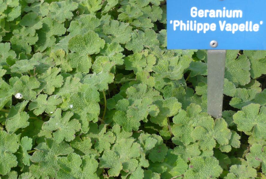 Kakost Renardův 'Philippe Vapelle' - Geranium renardii 'Philippe Vapelle'