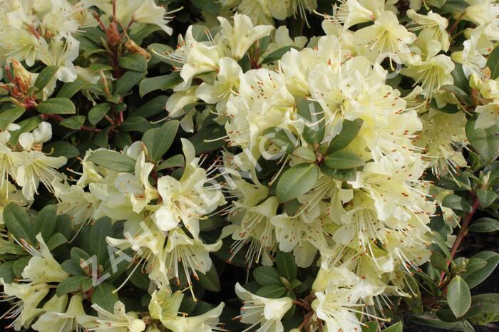 Pěnišník 'Princess Anne' - Rhododendron hanceanum 'Princess Anne'