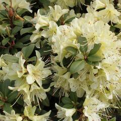 Pěnišník 'Princess Anne' - Rhododendron hanceanum 'Princess Anne'