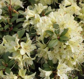 Pěnišník 'Princess Anne' - Rhododendron hanceanum 'Princess Anne'