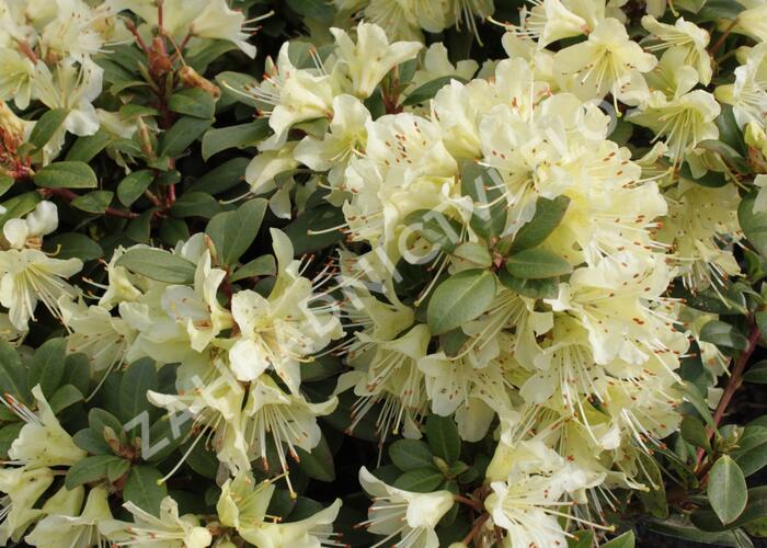 Pěnišník 'Princess Anne' - Rhododendron hanceanum 'Princess Anne'
