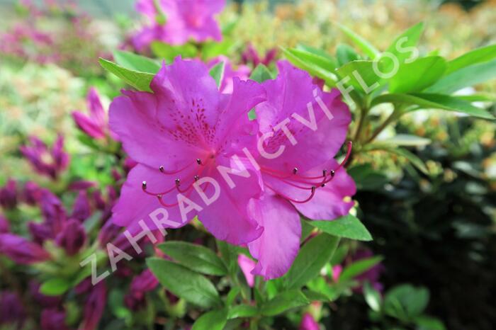 Azalka japonská 'Blau Danube' - Azalea japonica 'Blau Danube'