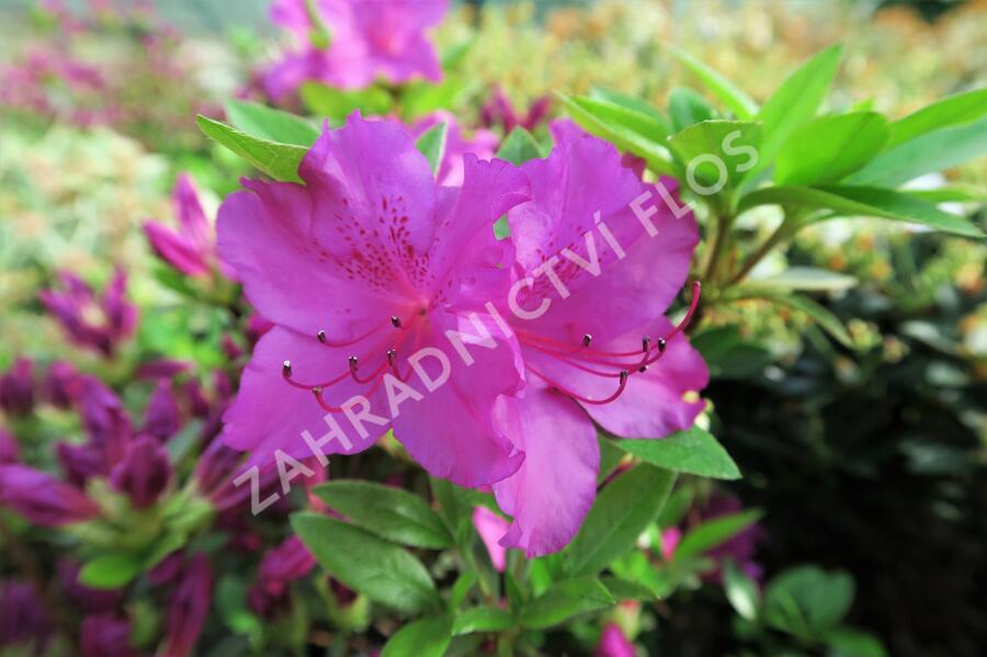 Azalka japonská 'Blau Danube' - Azalea japonica 'Blau Danube'