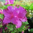 Azalka japonská 'Blau Danube' - Azalea japonica 'Blau Danube'