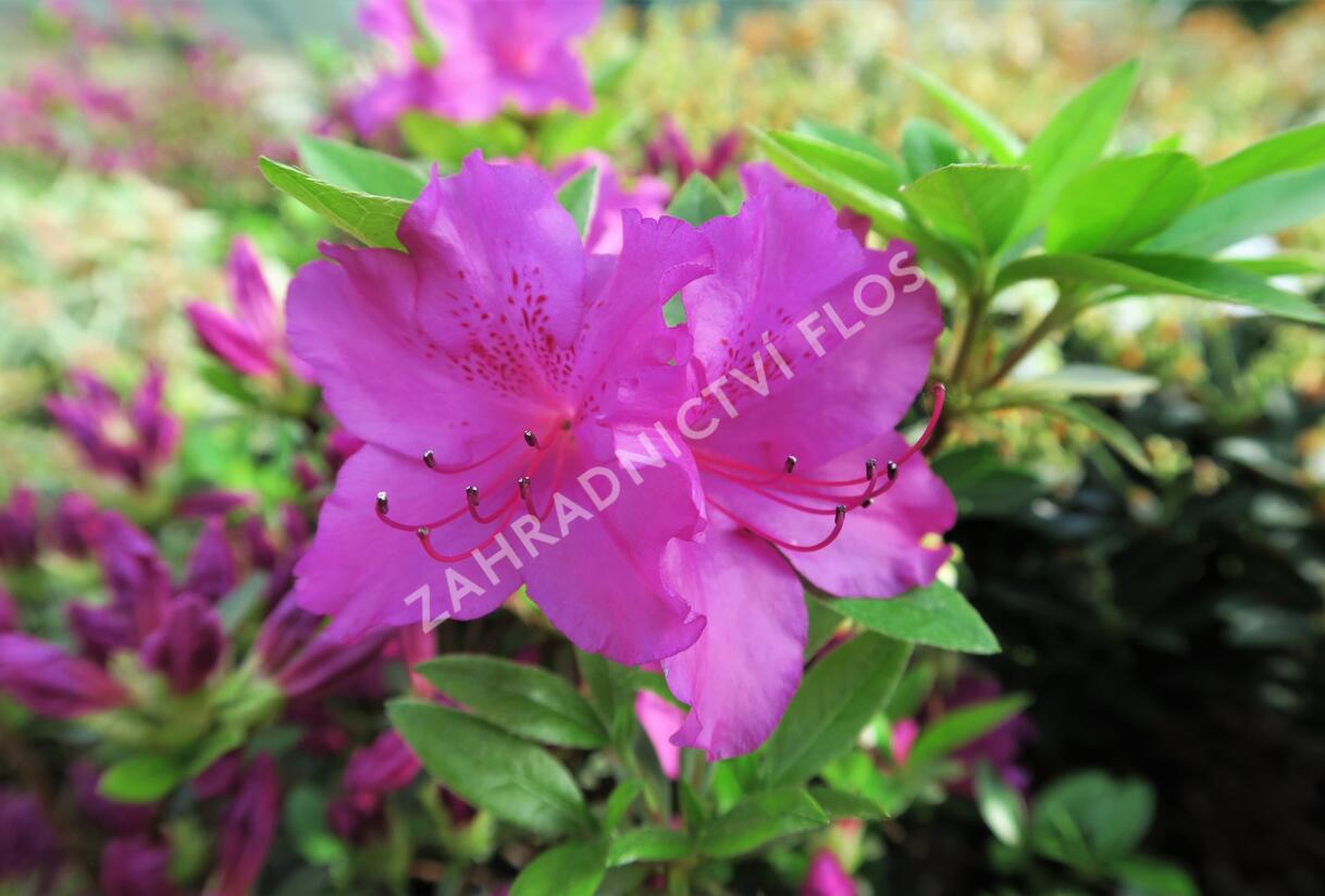 Azalka japonská 'Blau Danube' - Azalea japonica 'Blau Danube'