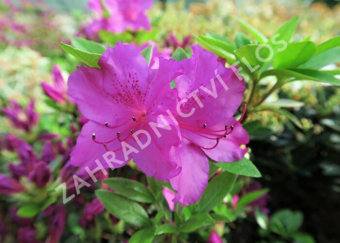 Azalka 'Blau Danube' - Azalea obtusa 'Blau Danube'