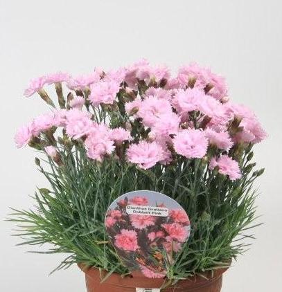 Hvozdík sivý 'Dobbelt Pink' - Dianthus gratianopolitanus 'Dobbelt Pink'