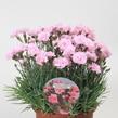Hvozdík sivý 'Dobbelt Pink' - Dianthus gratianopolitanus 'Dobbelt Pink'