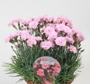 Hvozdík sivý 'Dobbelt Pink'