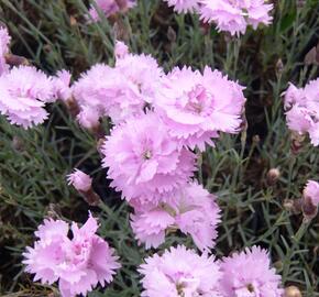 Hvozdík sivý 'Dobbelt Lila'