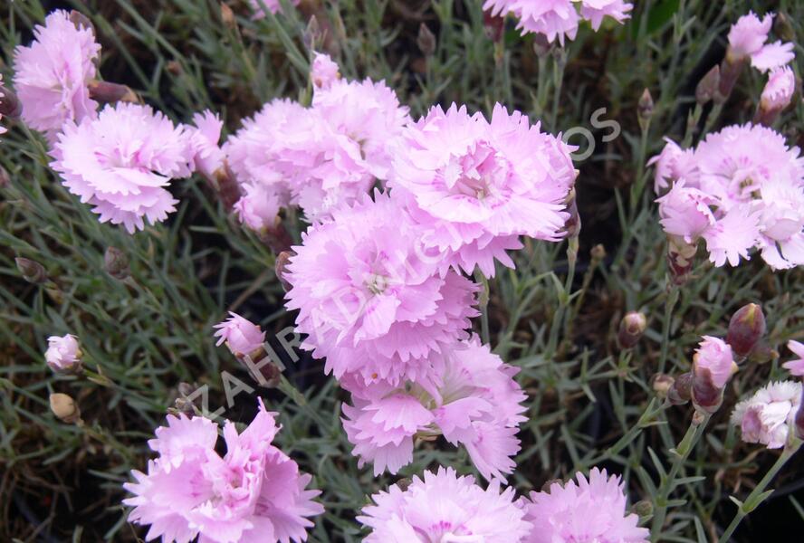 Hvozdík sivý 'Dobbelt Lila' - Dianthus gratianopolitanus 'Dobbelt Lila'