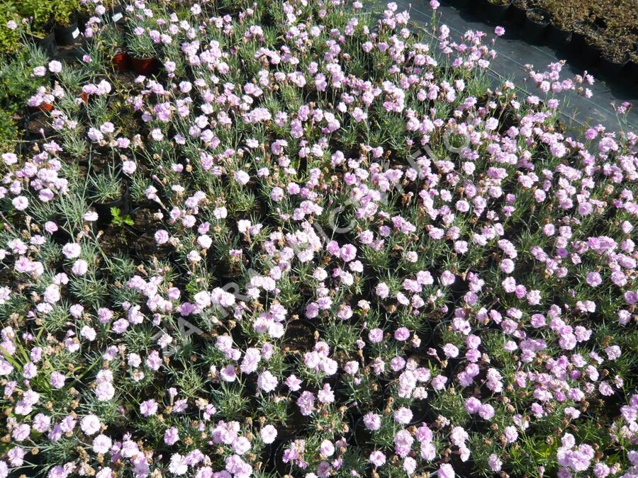 Hvozdík sivý 'Dobbelt Lila' - Dianthus gratianopolitanus 'Dobbelt Lila'