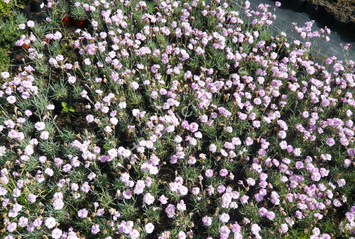 Hvozdík sivý 'Dobbelt Lila' - Dianthus gratianopolitanus 'Dobbelt Lila'