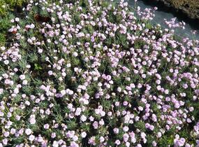 Hvozdík sivý 'Dobbelt Lila' - Dianthus gratianopolitanus 'Dobbelt Lila'
