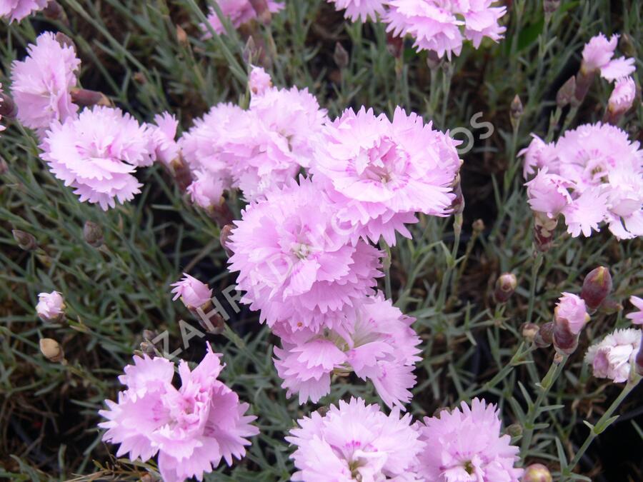 Hvozdík sivý 'Dobbelt Lila' - Dianthus gratianopolitanus 'Dobbelt Lila'