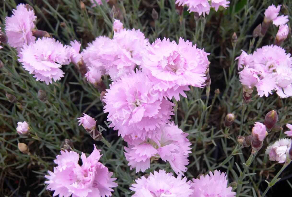 Hvozdík sivý 'Dobbelt Lila' - Dianthus gratianopolitanus 'Dobbelt Lila'