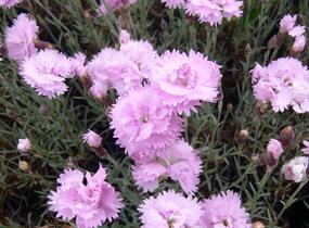Hvozdík sivý 'Dobbelt Lila' - Dianthus gratianopolitanus 'Dobbelt Lila'