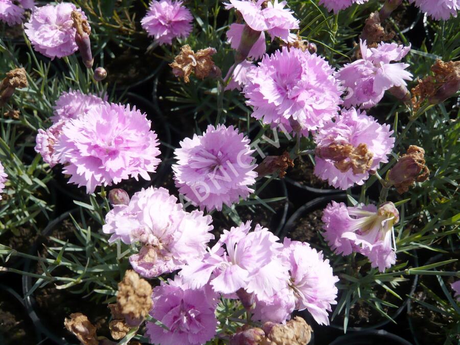 Hvozdík sivý 'Dobbelt Lila' - Dianthus gratianopolitanus 'Dobbelt Lila'