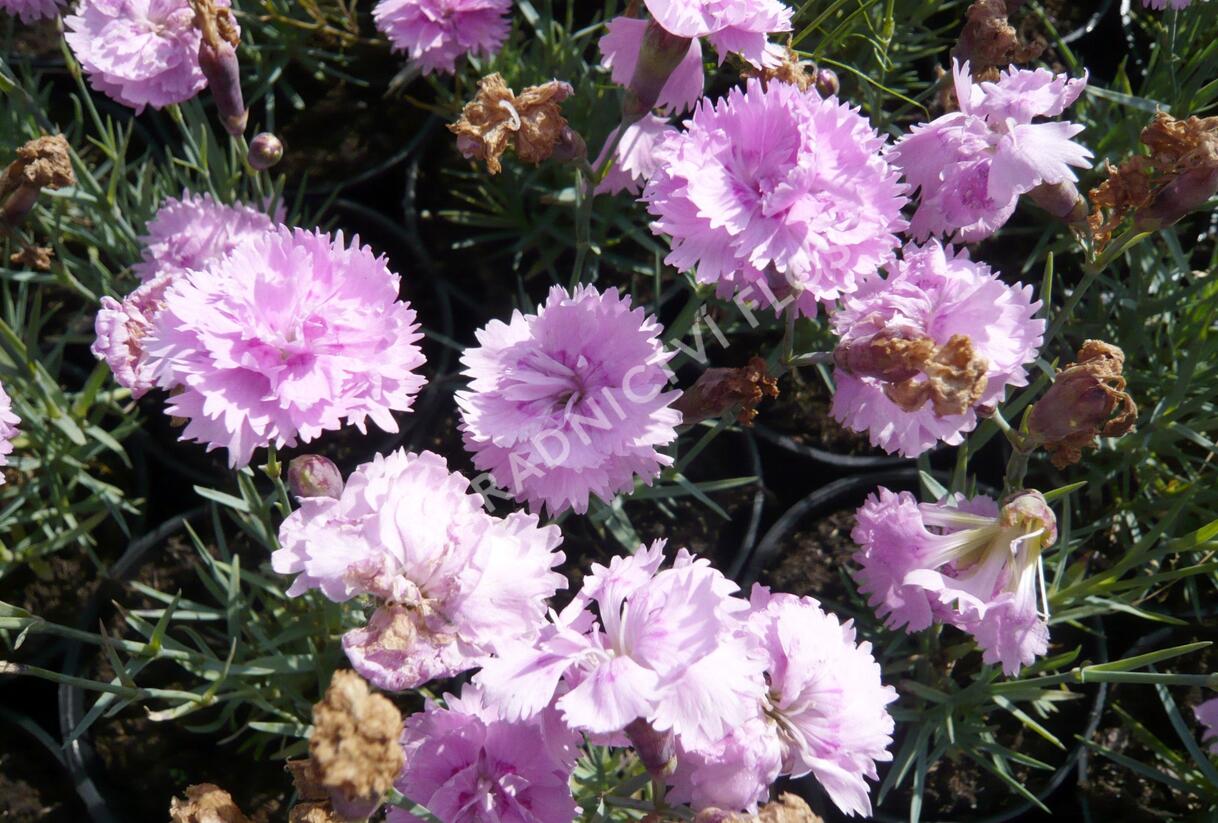 Hvozdík sivý 'Dobbelt Lila' - Dianthus gratianopolitanus 'Dobbelt Lila'