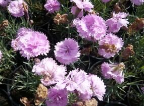 Hvozdík sivý 'Dobbelt Lila' - Dianthus gratianopolitanus 'Dobbelt Lila'