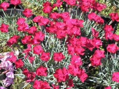 Hvozdík sivý 'Badenia' - Dianthus gratianopolitanus 'Badenia'