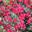 Hvozdík sivý 'Badenia' - Dianthus gratianopolitanus 'Badenia'