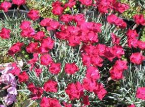 Hvozdík sivý 'Badenia' - Dianthus gratianopolitanus 'Badenia'