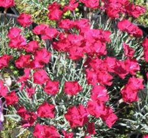 Hvozdík sivý 'Badenia'