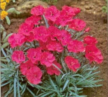 Hvozdík sivý 'Badenia' - Dianthus gratianopolitanus 'Badenia'