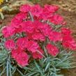 Hvozdík sivý 'Badenia' - Dianthus gratianopolitanus 'Badenia'