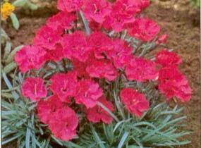 Hvozdík sivý 'Badenia' - Dianthus gratianopolitanus 'Badenia'