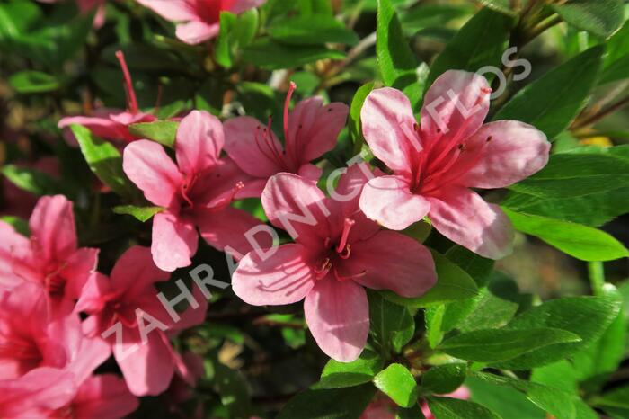 Azalka japonská 'Silvester' - Azalea japonica 'Silvester'