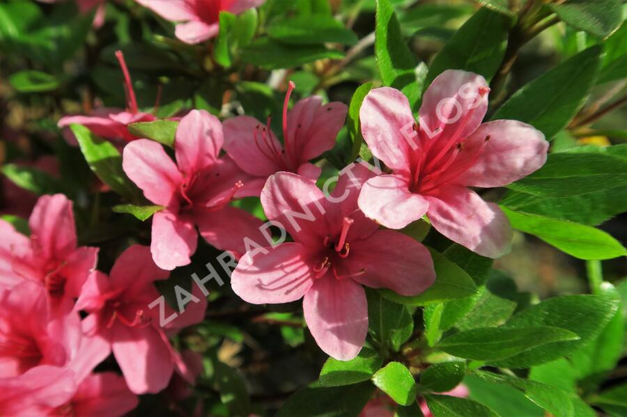 Azalka japonská 'Silvester' - Azalea japonica 'Silvester'