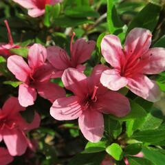 Azalka japonská 'Silvester' - Azalea japonica 'Silvester'