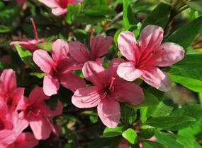 Azalka japonská 'Silvester' - Azalea japonica 'Silvester'