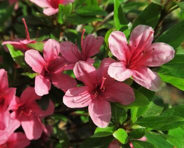 Azalka japonská 'Silvester'
