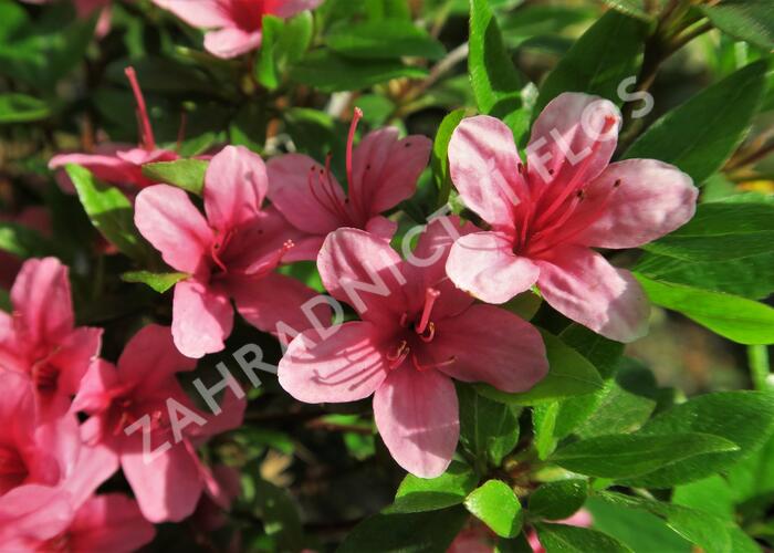 Azalka japonská 'Silvester' - Azalea japonica 'Silvester'