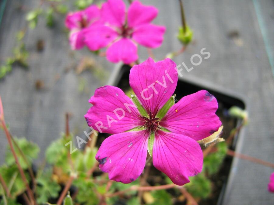 Kakost sivý 'Signal' - Geranium cinereum 'Signal'