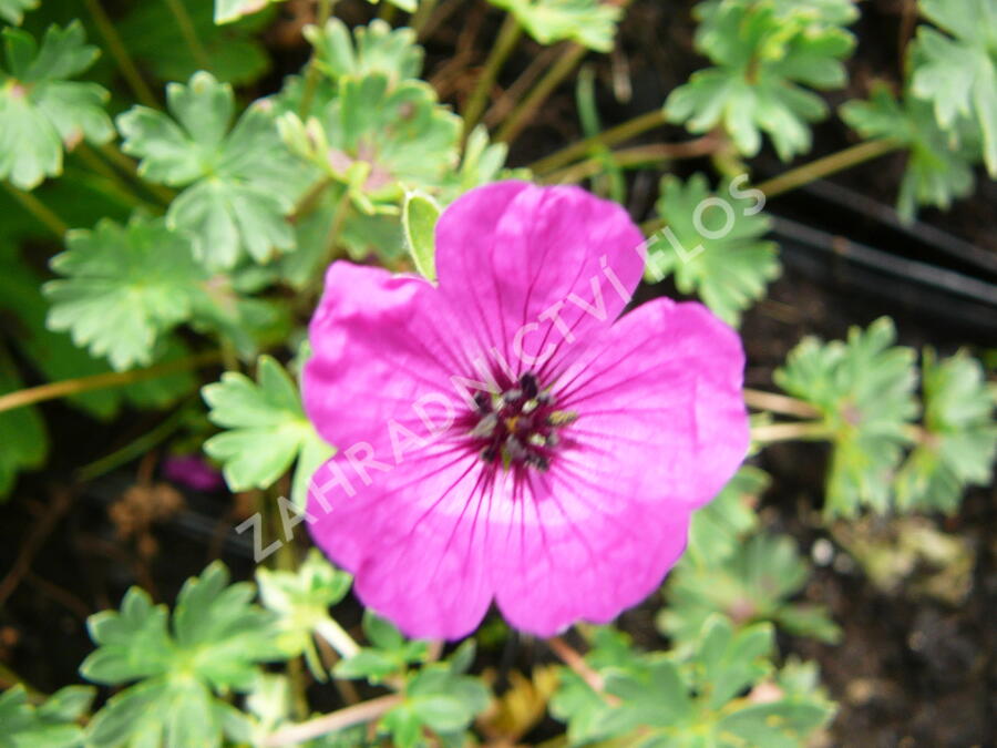 Kakost sivý 'Purpureum' - Geranium cinereum 'Purpureum'