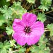 Kakost sivý 'Purpureum' - Geranium cinereum 'Purpureum'