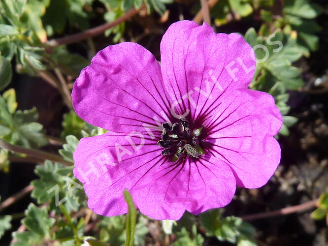 Kakost sivý 'Purpureum' - Geranium cinereum 'Purpureum'